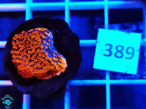 389 Montipora danae Superman