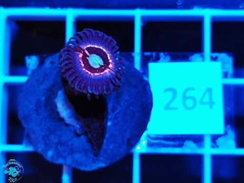264 Zoanthus Ice Phantom - szczepka