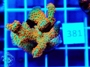 381 Montipora samarensis Bubble Gum 