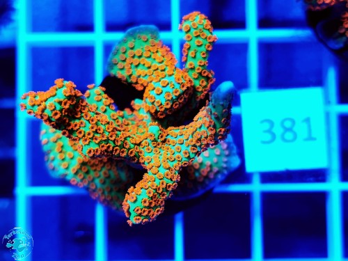 381 Montipora samarensis Bubble Gum