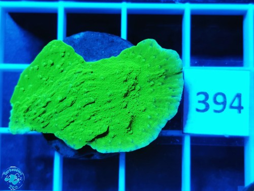 394 Montipora capricornis green fluo - szczepka