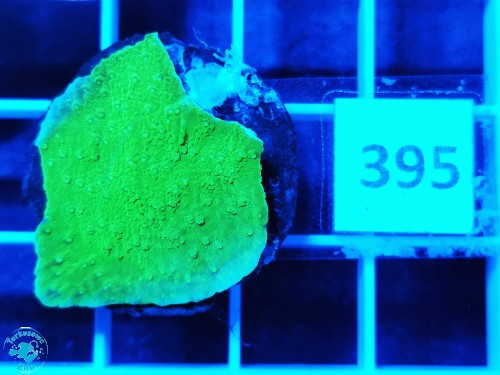 395 Montipora capricornis green fluo - szczepka
