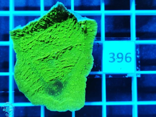 396 Montipora capricornis green fluo - szczepka