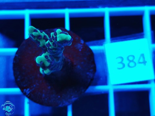384 Montipora peltiformis - szczepka