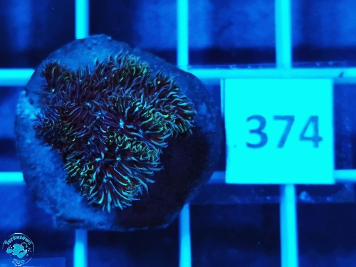 374 Pavona decussata - szczepka