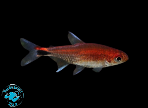 RYBA TETRA RUBINOWA