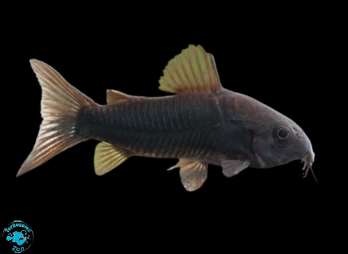 RYBA KIRYS VENEZUELA BLACK