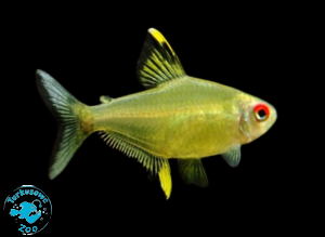 RYBA TETRA CYTRYNOWA