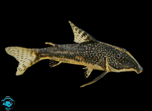 RYBA KIRYS BARBATUS