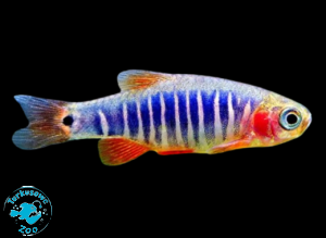 RYBA DANIO ERYTHROMICRON
