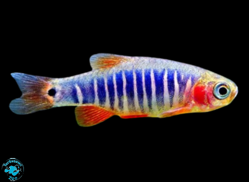 RYBA DANIO ERYTHROMICRON