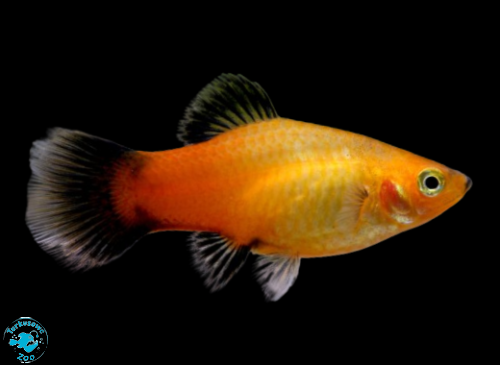 RYBA PLATKA GOLDEN WEGTAIL