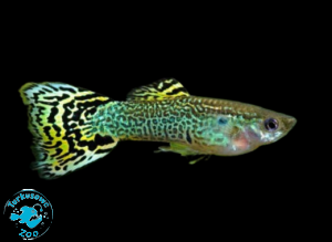 RYBA GUPIK COBRA GREEN