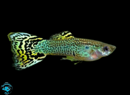 RYBA GUPIK COBRA GREEN