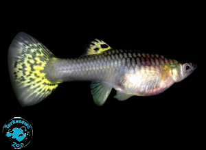 RYBA GUPIK COBRA GREEN - SAMICA 