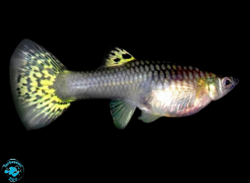 RYBA GUPIK COBRA GREEN - SAMICA