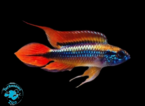RYBA PIELĘGNICZKA AGASSIZA DOUBLE RED