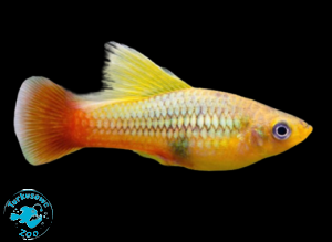 RYBA PLATKA VARIATUS