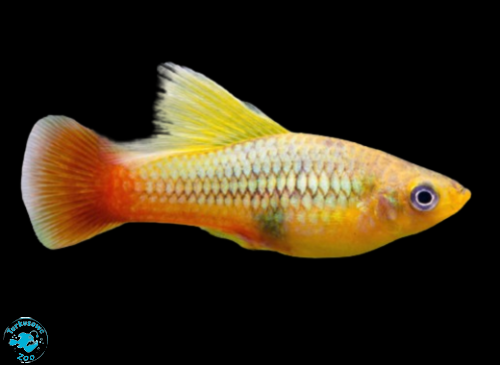 RYBA PLATKA VARIATUS