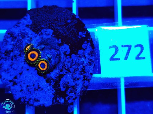 272 Zoanthus Jungle Juice - szczepka
