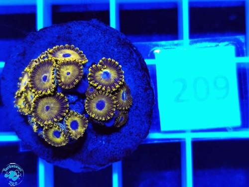 209 Zoanthus Golden Hornet - szczepka