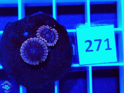 271 Zoanthus Black Elephant - szczepka