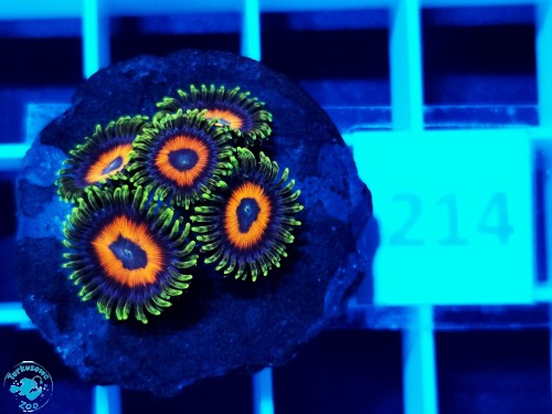 214 Zoanthus Eagle Eye - szczepka