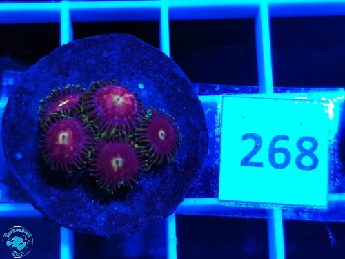 268 Zoanthus Laser Lemon - szczepka