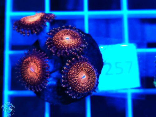 257 Zoanthus Reverse Space Monster - szczepka