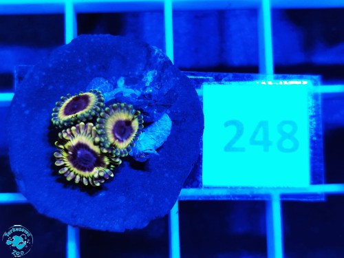 248 Zoanthus White Walker - szczepka