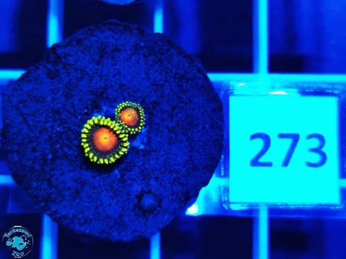 273 Zoanthus Black Dragon - szczepka