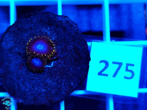 275 Zoanthus Smerf Blood - szczepka