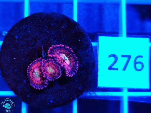 276 Zoanthus Pink Sakura - szczepka