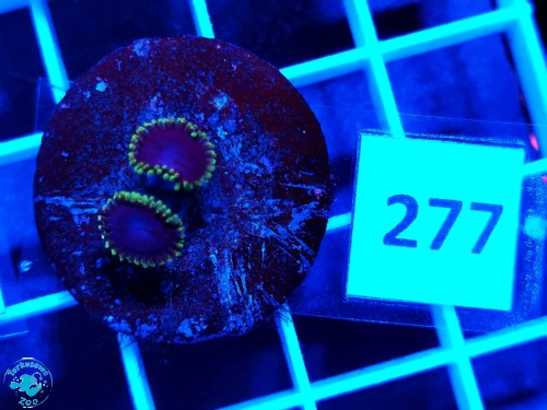 277 Zoanthus Jocker - szczepka