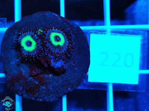 220 Zoanthus Mind Blowing Paly - szczepka