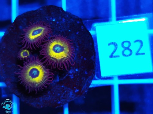 282 Zoanthus Yellow Submarine - szczepka