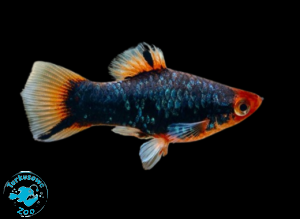 RYBA PLATKA RED PARROT