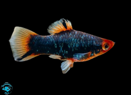 RYBA PLATKA RED PARROT