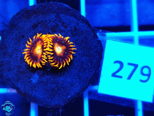 279 Zoanthus Tequila Sunrise- szczepka
