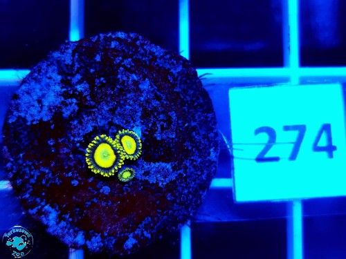 274 Zoanthus Sun Drops - szczepka