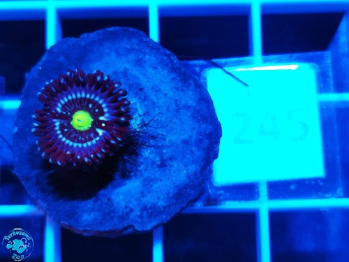 245 Zoanthus Blue Lagoon - szczepka
