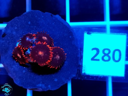 280 Zoanthus My Clementine - szczepka
