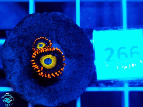 266 Zoanthus BEBB - szczepka