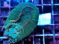 184 Lobophyllia corymbosa green pink tips