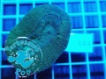 184 Lobophyllia corymbosa green pink tips