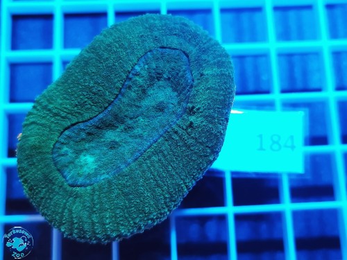 184 Lobophyllia corymbosa green pink tips