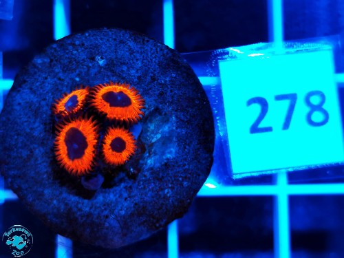 278 Zoanthus Kedd's Red - szczepka