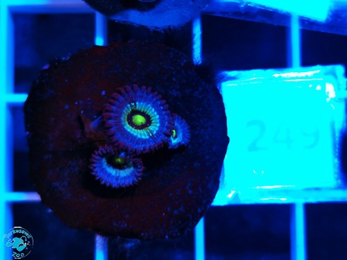 249 Zoanthus Frozen Nebula - szczepka