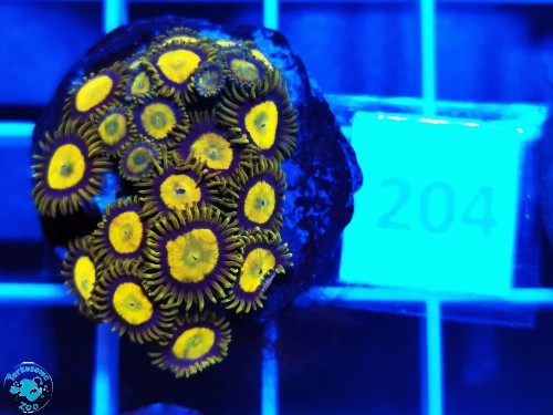204 Zoanthus King Midas - szczepka