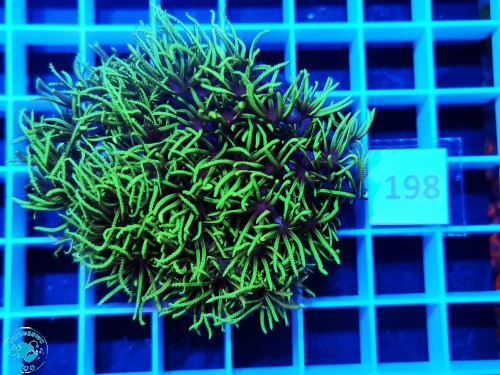 198 Briareum ultra fluo - szczepka